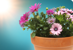 A close up of a plant pot outdoors in the sun, containing a mix of purple flowers. 